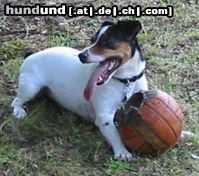 Jack-Russell-Terrier Hunde Foto 17944 in höherer Auflösung ansehen Jack-Russell-Terrier einen lieben gruss aus reutlingen, micha mit hund --phil