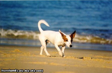 Jack-Russell-Terrier Hunde Foto 3607 Jack-Russell-Terrier James, Bretagne 2002
