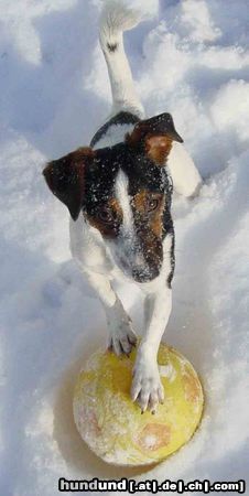 Jack-Russell-Terrier Hunde Foto 3504 Jack-Russell-Terrier Fußballstar Gohnja
