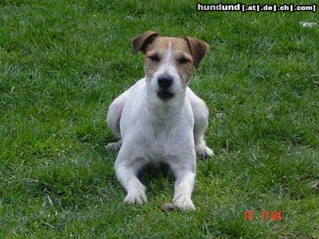 Jack-Russell-Terrier Hunde Foto 11301 Jack-Russell-Terrier Gismo