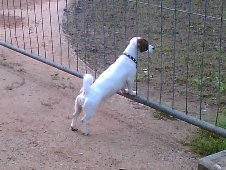 Jack-Russell-Terrier Hunde Foto 35757 in höherer Auflösung ansehen Jack-Russell-Terrier Das ist unsere Amy mit 2 Jahren