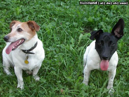 Jack-Russell-Terrier Mein HUnd Buddy