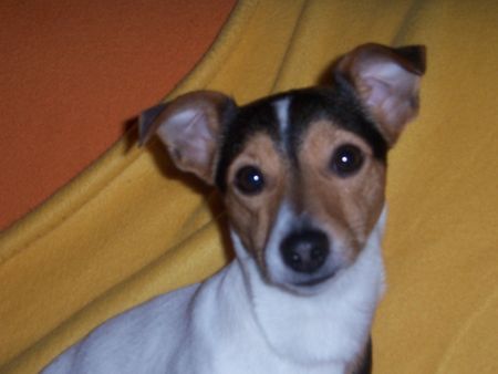 Jack-Russell-Terrier Hunde Foto 30635 in höherer Auflösung ansehen Jack-Russell-Terrier Duke
