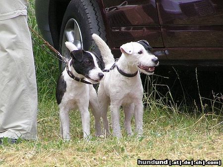 Jack-Russell-Terrier Hunde Foto 24675 in höherer Auflösung ansehen Jack-Russell-Terrier Bismarck und Bellamy ..gibt das mädels hier????