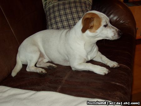 Jack-Russell-Terrier Hunde Foto 9714 Jack-Russell-Terrier Bim wartet auf ein Leckerli ...
