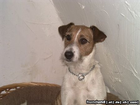 Jack-Russell-Terrier Hunde Foto 11430 Jack-Russell-Terrier