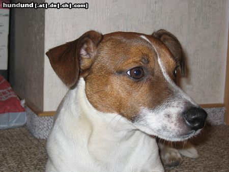 Jack-Russell-Terrier Hunde Foto 9601 Jack-Russell-Terrier Ach lass mich...