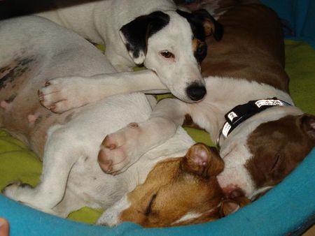 Jack-Russell-Terrier Hunde Foto 38426 in höherer Auflösung ansehen Jack-Russell-Terrier Alexis: Nelli und Nicki machen sich so dick