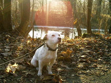 Jack-Russell-Terrier Hunde Foto 28270 Jack-Russell-Terrier Schöner Tag