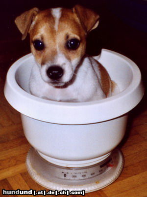 Jack-Russell-Terrier Hunde Foto 26266 in höherer Auflösung ansehen Jack-Russell-Terrier Amy beim Wiegen