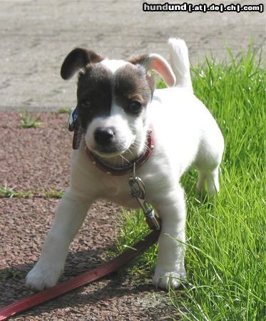 Jack-Russell-Terrier Hunde Foto 12116 Jack-Russell-Terrier Angie will der Kamera Guten Tag sagen ;)
