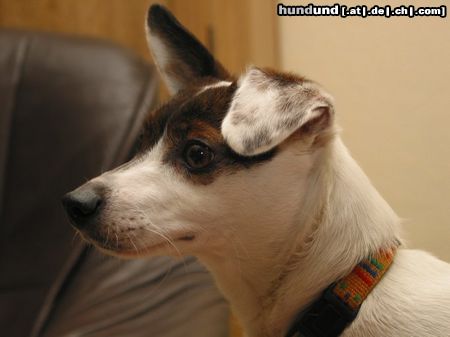 Jack-Russell-Terrier Hunde Foto 12117 Jack-Russell-Terrier So sieht sie heute aus