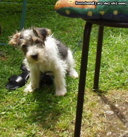 Jack-Russell-Terrier Hunde Foto 14038 Jack-Russell-Terrier Anton