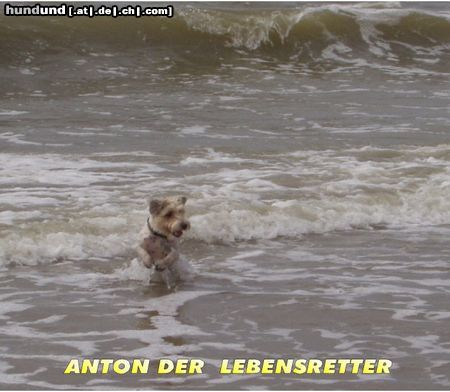 Jack-Russell-Terrier Hunde Foto 14338 Jack-Russell-Terrier Anton der Lebensretter