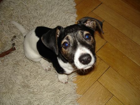 Jack-Russell-Terrier Hunde Foto 29093 Jack-Russell-Terrier Was machst denn duuuu???