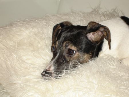 Jack-Russell-Terrier Hunde Foto 29105 Jack-Russell-Terrier