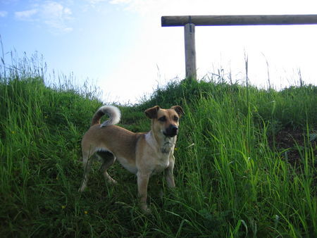 Jack-Russell-Terrier Hunde Foto 33232 Jack-Russell-Terrier Ashanti