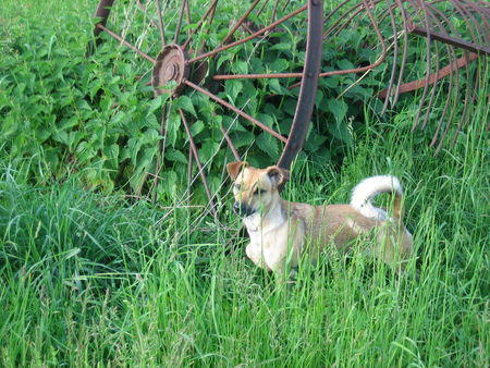 Jack-Russell-Terrier Hunde Foto 33234 Jack-Russell-Terrier Ashanti