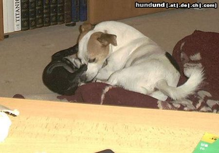Jack-Russell-Terrier Hunde Foto 8589 Jack-Russell-Terrier Timmy (tricolor) und Baja (black&whit)