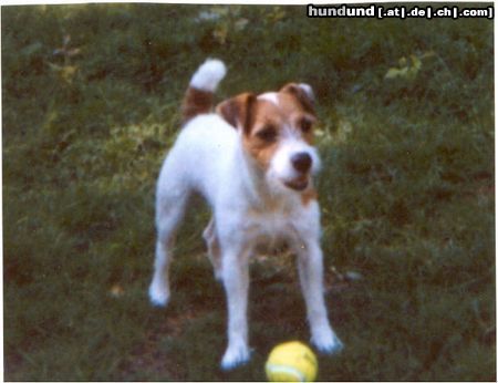Jack-Russell-Terrier Hunde Foto 17440 in höherer Auflösung ansehen Jack-Russell-Terrier Billbridge Amber Engl. Imp. Hündin