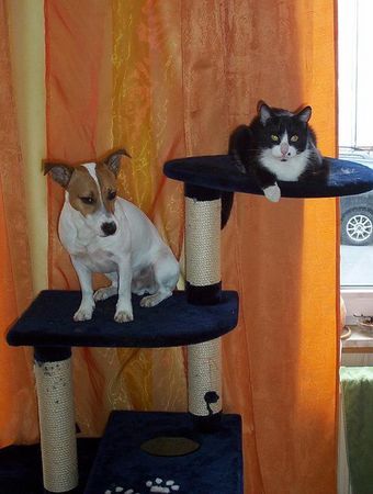 Jack-Russell-Terrier Hunde Foto 32609 Jack-Russell-Terrier bessere Aussicht