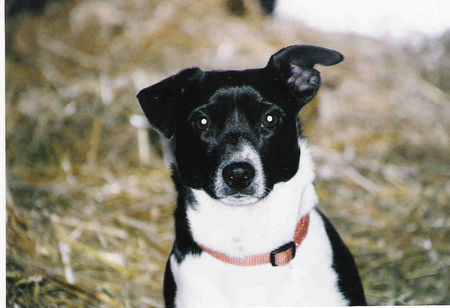 Jack-Russell-Terrier Hunde Foto 35732 in höherer Auflösung ansehen Jack-Russell-Terrier Barni Schokobär