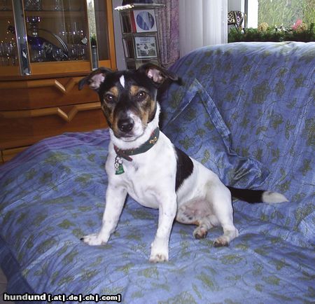 Jack-Russell-Terrier Hunde Foto 14414 Jack-Russell-Terrier BASTI der DRAUFGÄNGER