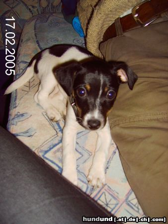 Jack-Russell-Terrier Hunde Foto 18737 Jack-Russell-Terrier Unsere Becca!