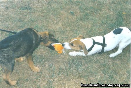 Jack-Russell-Terrier Dino und Dackel Mix Bello