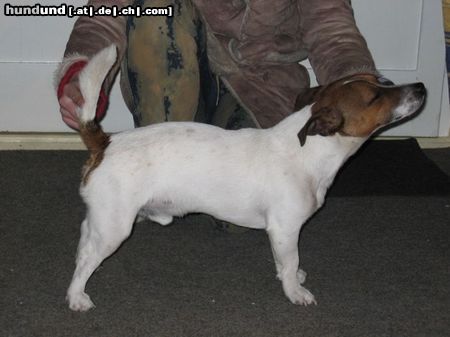 Jack-Russell-Terrier Hunde Foto 10153 Jack-Russell-Terrier Hingestellt und eingeschlafen....