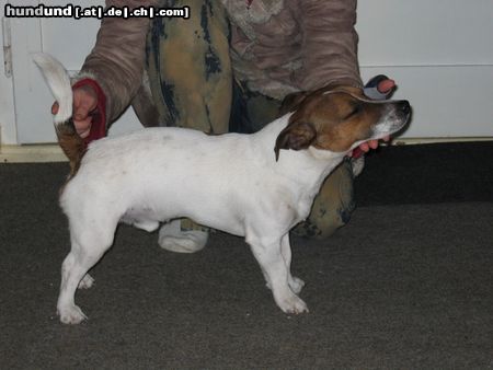 Jack-Russell-Terrier Hunde Foto 10154 Jack-Russell-Terrier Hingestellt und eingeschlafen....