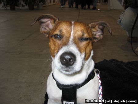 Jack-Russell-Terrier Hunde Foto 10155 Jack-Russell-Terrier und mal dusslig gucken....