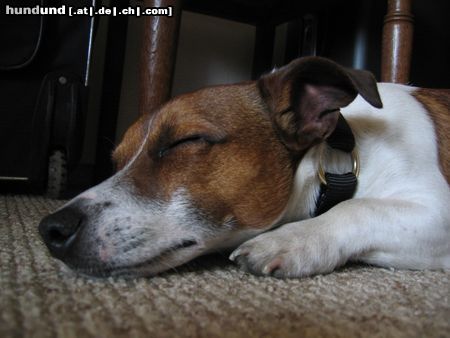 Jack-Russell-Terrier schlafen...