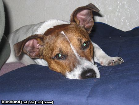 Jack-Russell-Terrier Hunde Foto 10158 Jack-Russell-Terrier schlafen...