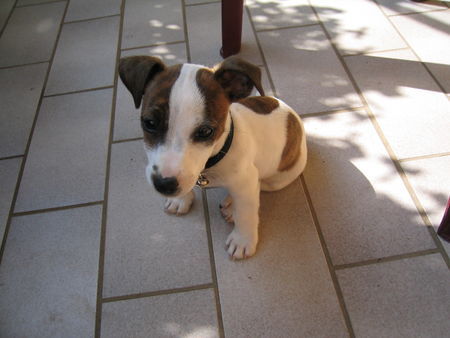 Jack-Russell-Terrier Hunde Foto 36563 in höherer Auflösung ansehen Jack-Russell-Terrier Ist unsere Biene nicht niedlich?