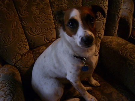 Jack-Russell-Terrier Hunde Foto 31762 Jack-Russell-Terrier Ich bin unschuldig! - EHRLICH! ;)