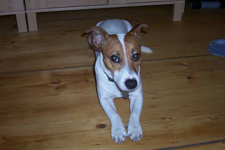 Jack-Russell-Terrier Hunde Foto 32610 Jack-Russell-Terrier Bandit