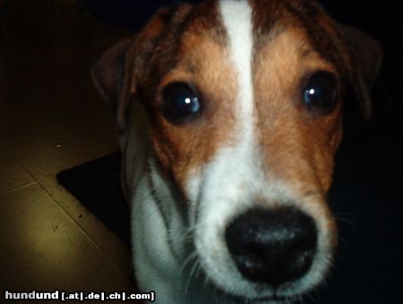 Jack-Russell-Terrier Hunde Foto 18509 Jack-Russell-Terrier Timmi