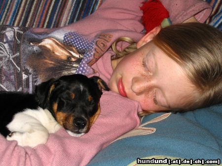 Jack-Russell-Terrier Hunde Foto 21306 Jack-Russell-Terrier Oscar und Lilli-ein Herz & eine Seele