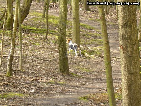 Jack-Russell-Terrier Hunde Foto 11243 Jack-Russell-Terrier Lucky 7 Monate