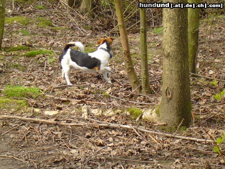 Jack-Russell-Terrier Hunde Foto 11244 Jack-Russell-Terrier Lucky 7 Monate