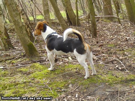 Jack-Russell-Terrier Hunde Foto 11245 Jack-Russell-Terrier Lucky 7 Monate