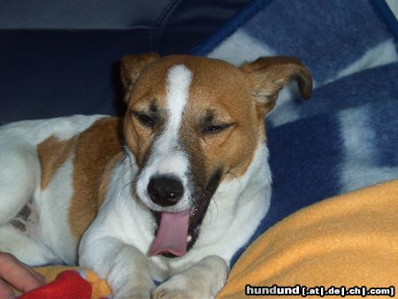 Jack-Russell-Terrier Hunde Foto 15583 Jack-Russell-Terrier Lucky