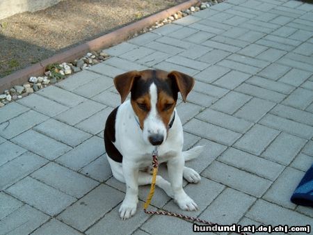 Jack-Russell-Terrier Hunde Foto 3280 Jack-Russell-Terrier Benny!!!