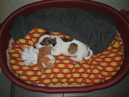 Jack-Russell-Terrier Hunde Foto 36559 Jack-Russell-Terrier Der erste Tag bei uns