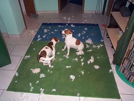 Jack-Russell-Terrier Hunde Foto 29400 Jack-Russell-Terrier Ho Ho Ho