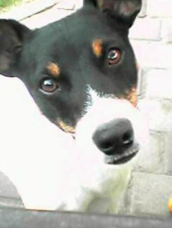 Jack-Russell-Terrier Hunde Foto 30720 Jack-Russell-Terrier Timmy, 2 Jahre