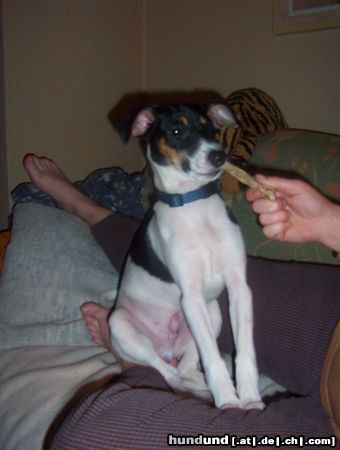 Jack-Russell-Terrier Hunde Foto 9228 Jack-Russell-Terrier Das ist unser
