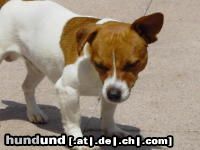 Jack-Russell-Terrier Hunde Foto 22442 Jack-Russell-Terrier Timmy,und ich tue mich Sonnen,tut das gut.