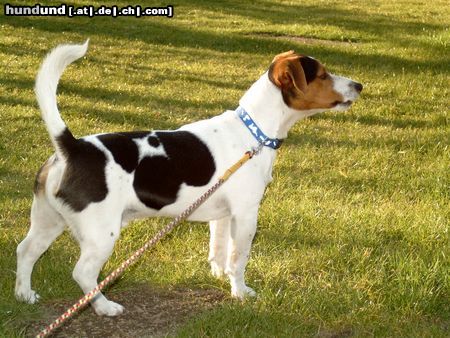 Jack-Russell-Terrier Hunde Foto 3391 Jack-Russell-Terrier Benny der aufpasser!